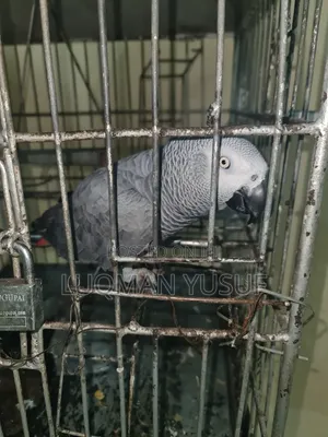 African Grey