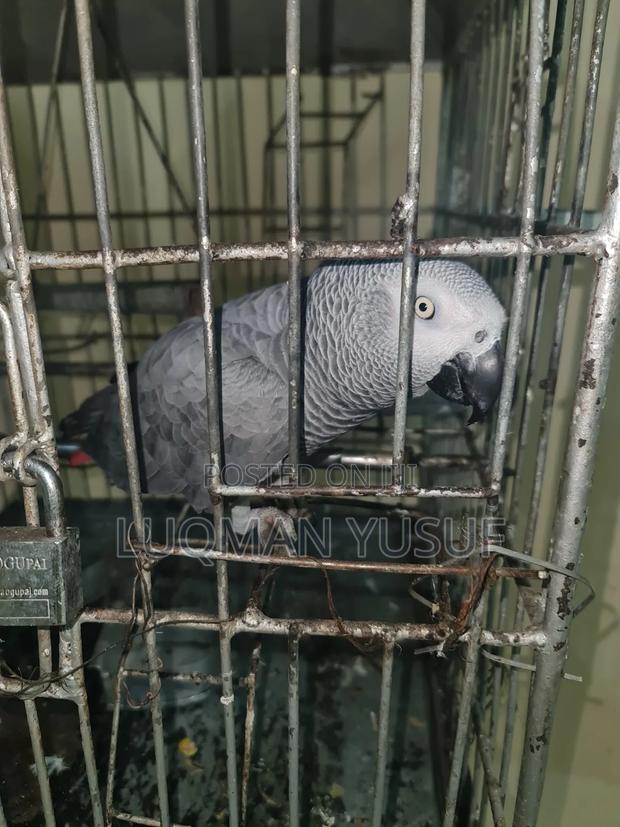 African Grey