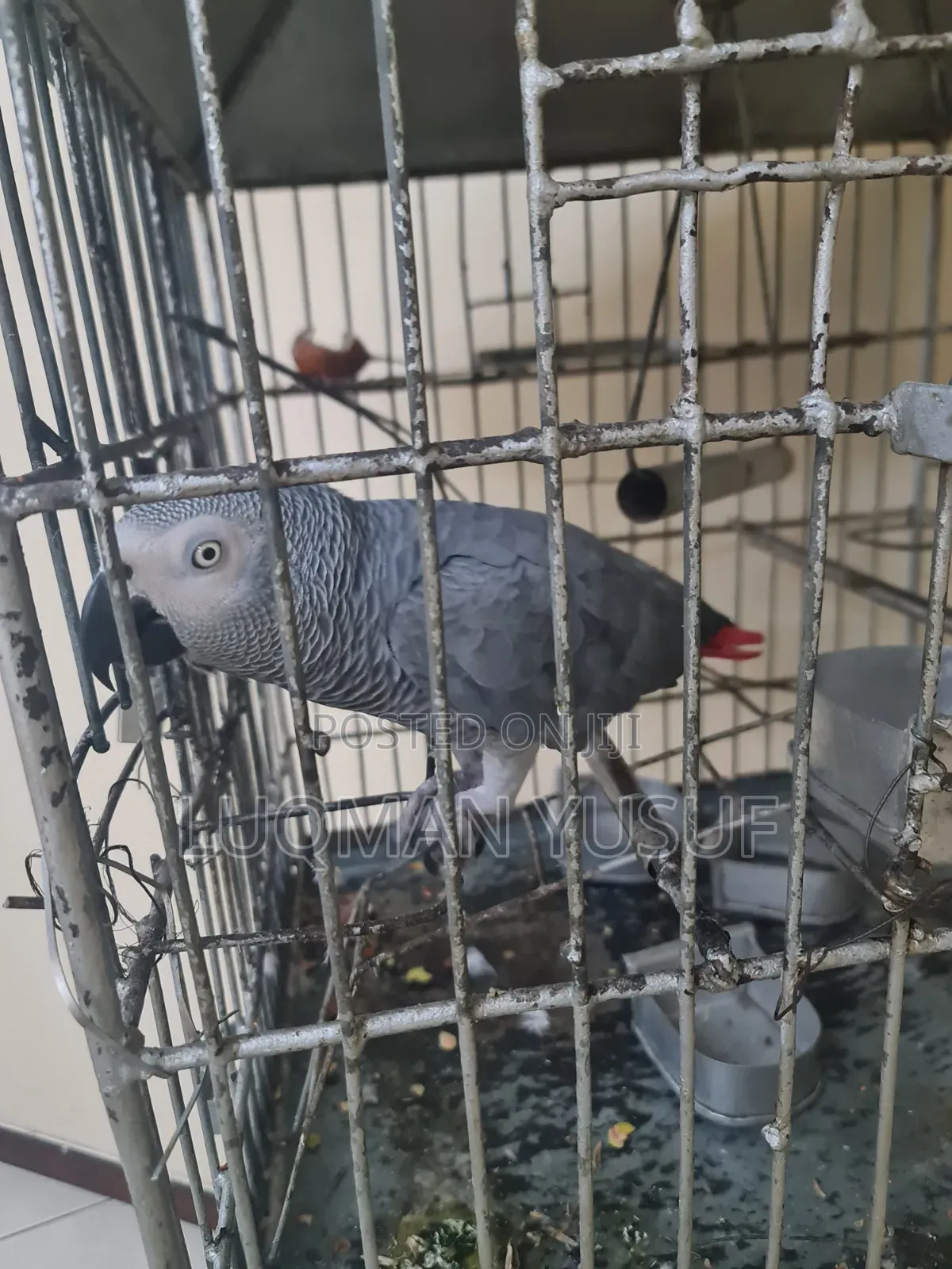 African Grey