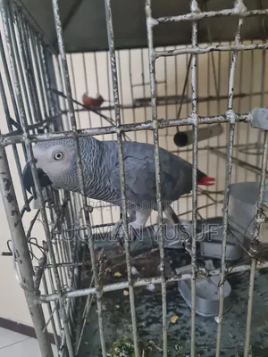 African Grey
