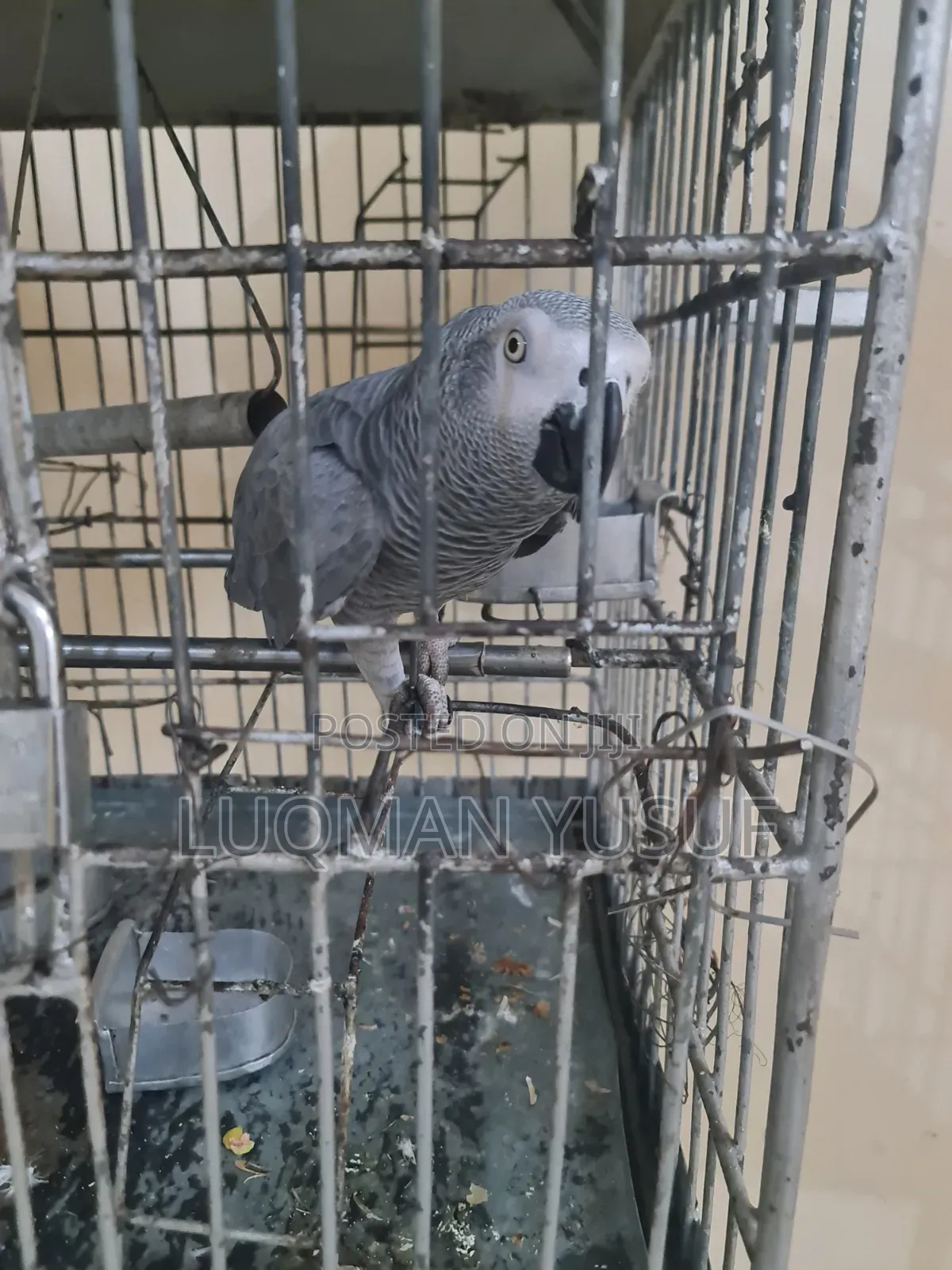 African Grey
