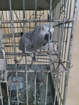 African Grey