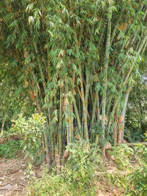 Bamboo Poles
