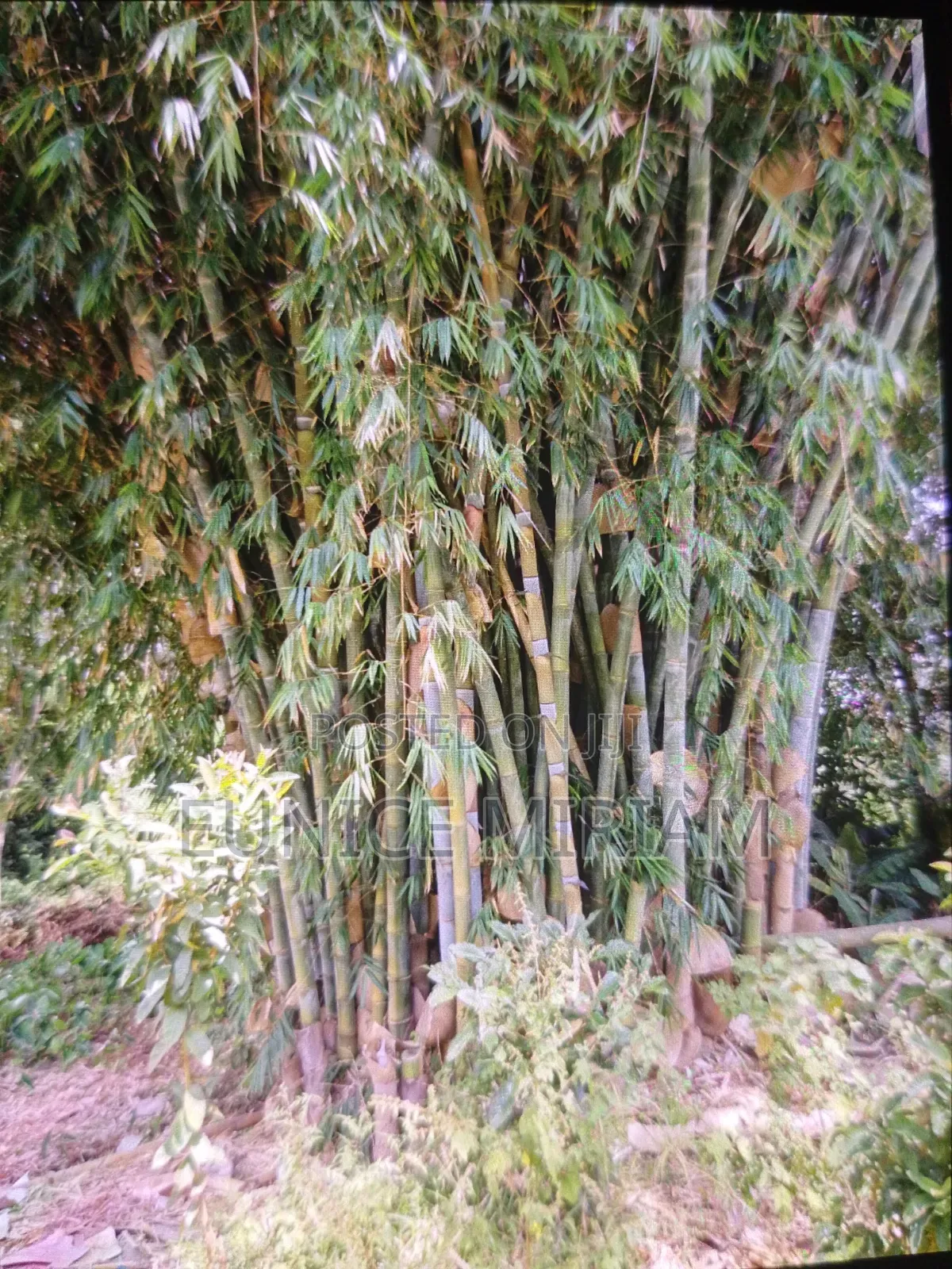 Bamboo Poles