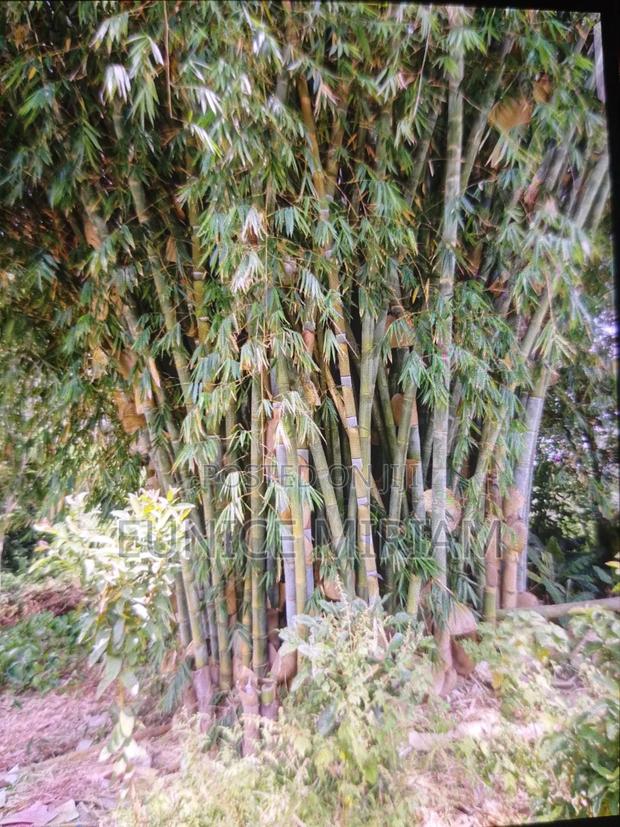 Bamboo Poles - thumbnail 2