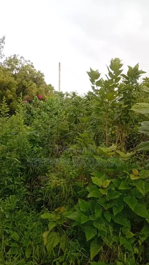 2nd Row 1/2 Acre Plot at Galu Beach Near the Beach.