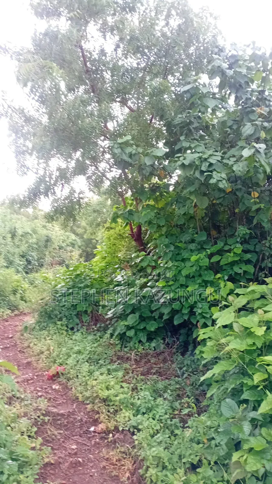 2nd Row 1/2 Acre Plot at Galu Beach Near the Beach.