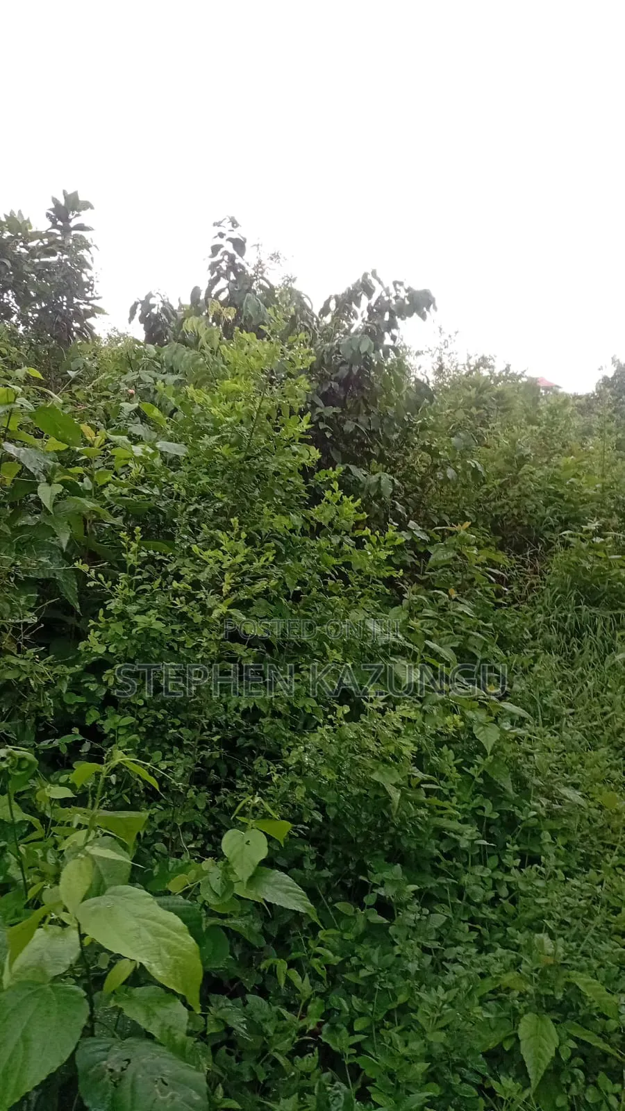 2nd Row 1/2 Acre Plot at Galu Beach Near the Beach.