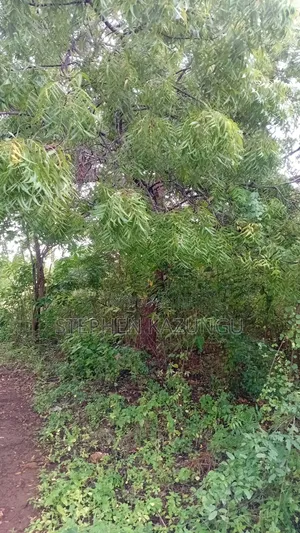 2nd Row 1/2 Acre Plot at Galu Beach Near the Beach.