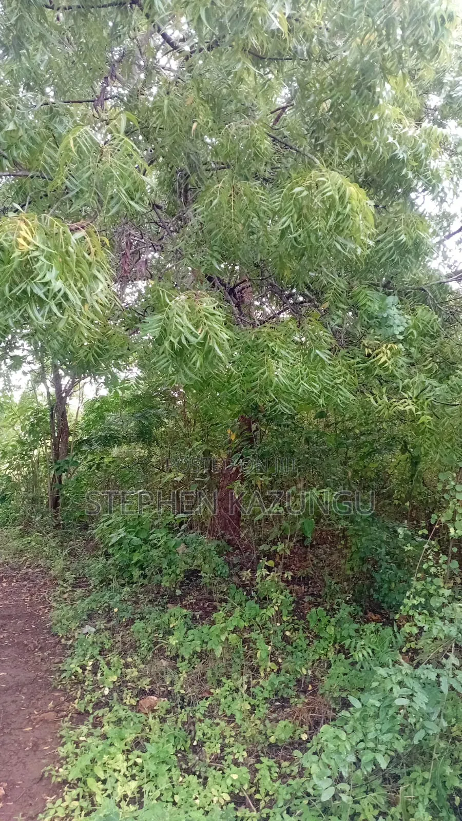 2nd Row 1/2 Acre Plot at Galu Beach Near the Beach.