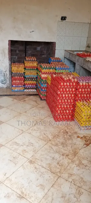 Chicken Eggs for Sale
