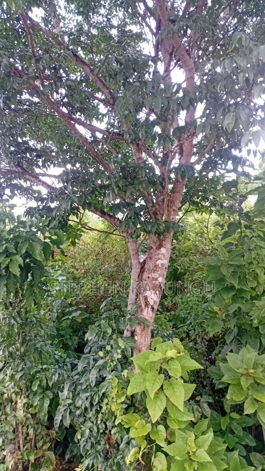 2nd Row's End 1/4 Acre Plot Size in Galu Beach