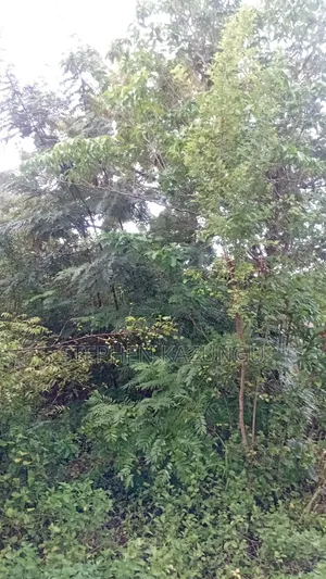 2nd Row's End 1/4 Acre Plot Size in Galu Beach