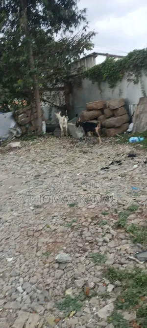 High Yield Goats Milks