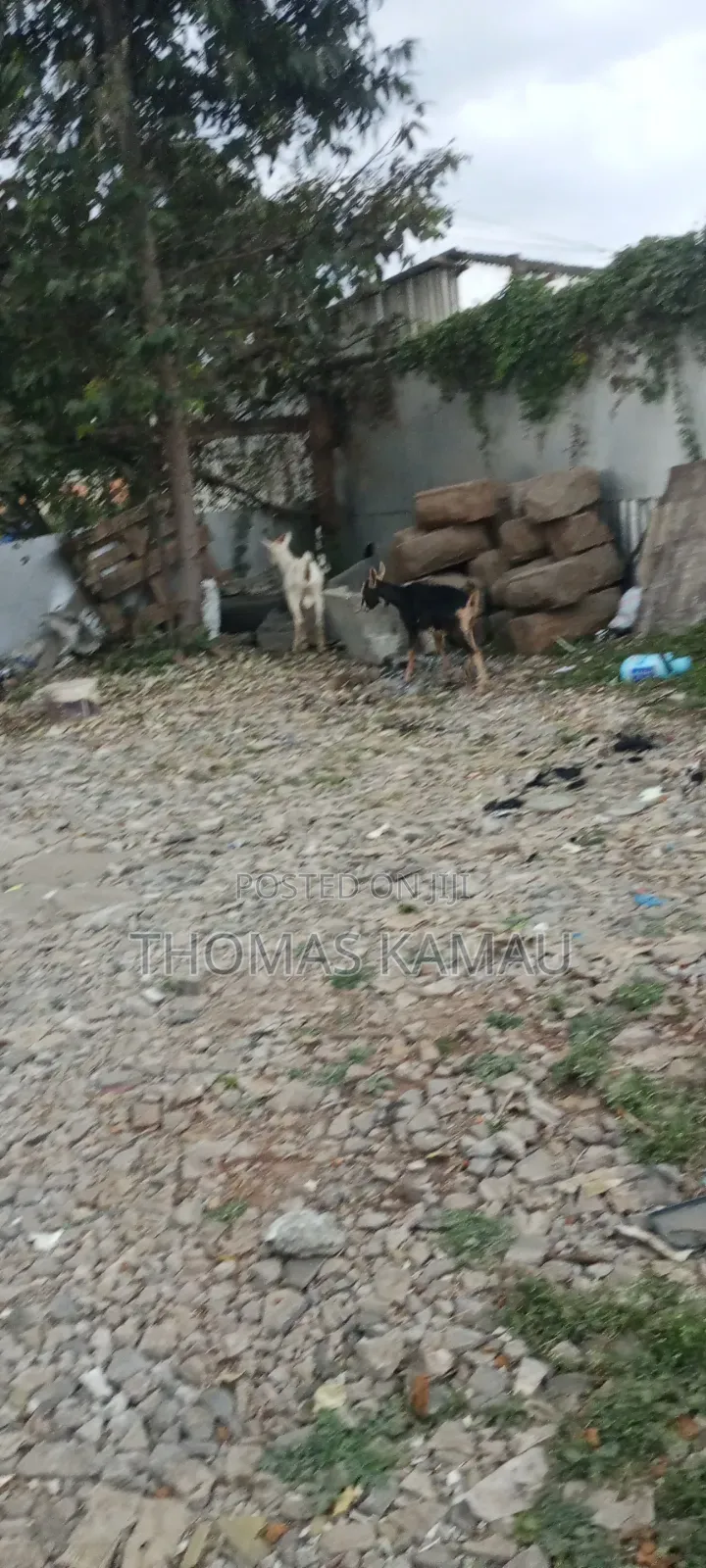 High Yield Goats Milks