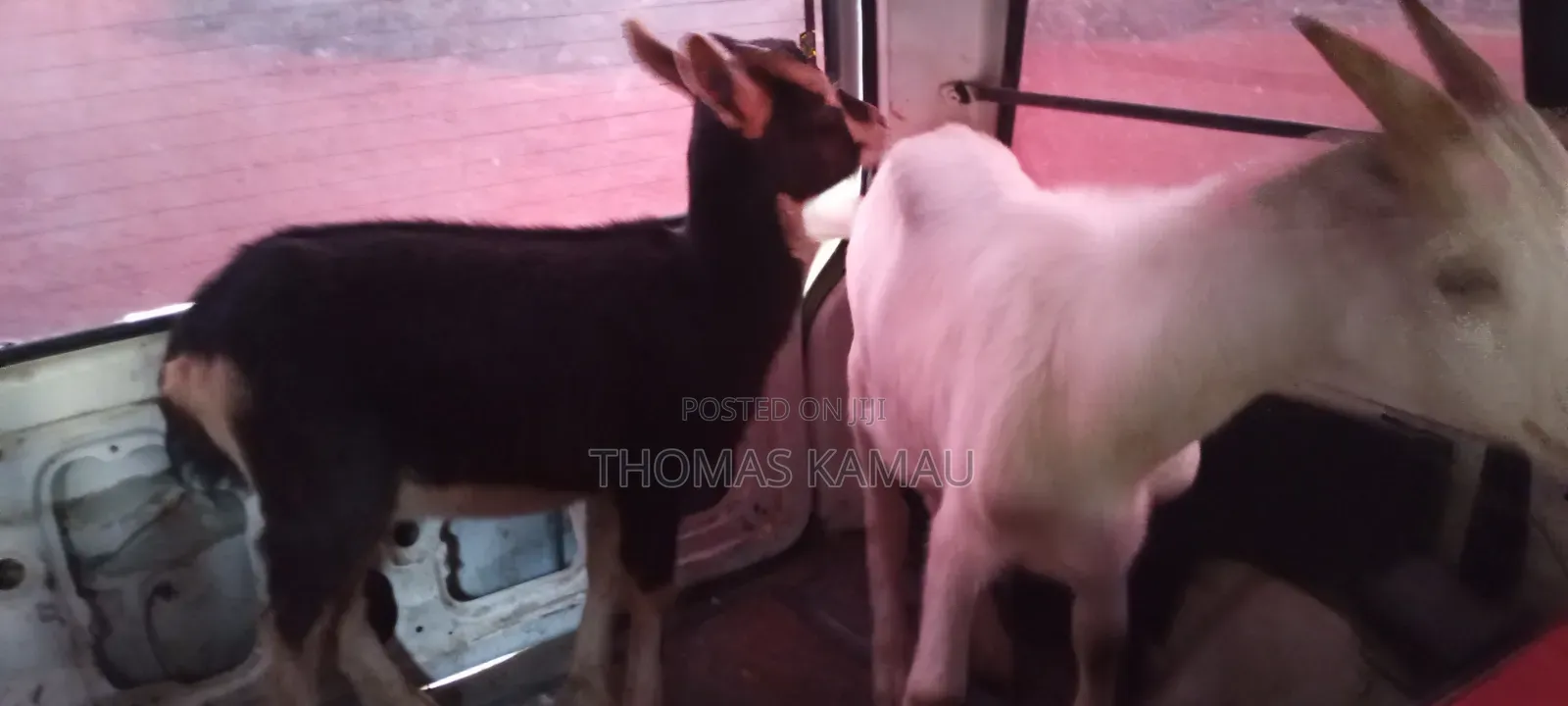 High Yield Goats Milks