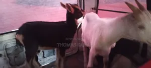 High Yield Goats Milks