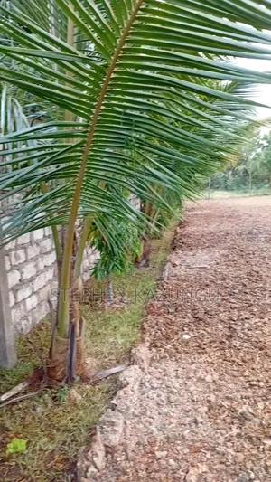 1/4 Acre Plot at Galu Beach, at End of 2nd Beach Row
