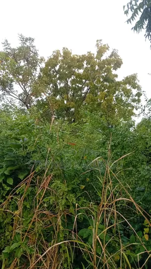 1/4 Acre Plot at Galu Beach, at End of 2nd Beach Row