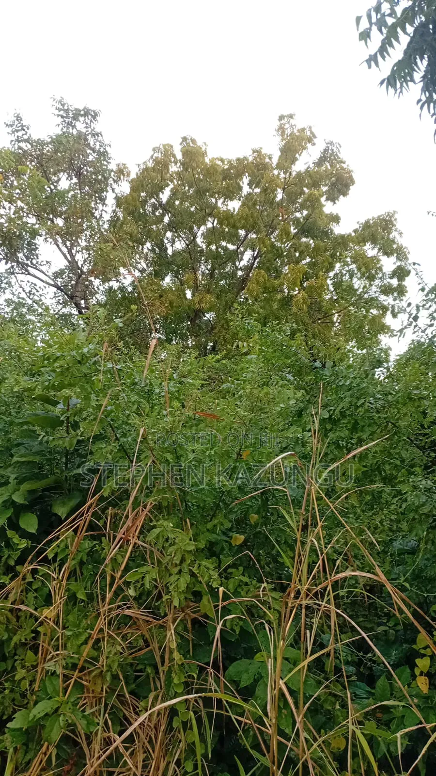 1/4 Acre Plot at Galu Beach, at End of 2nd Beach Row