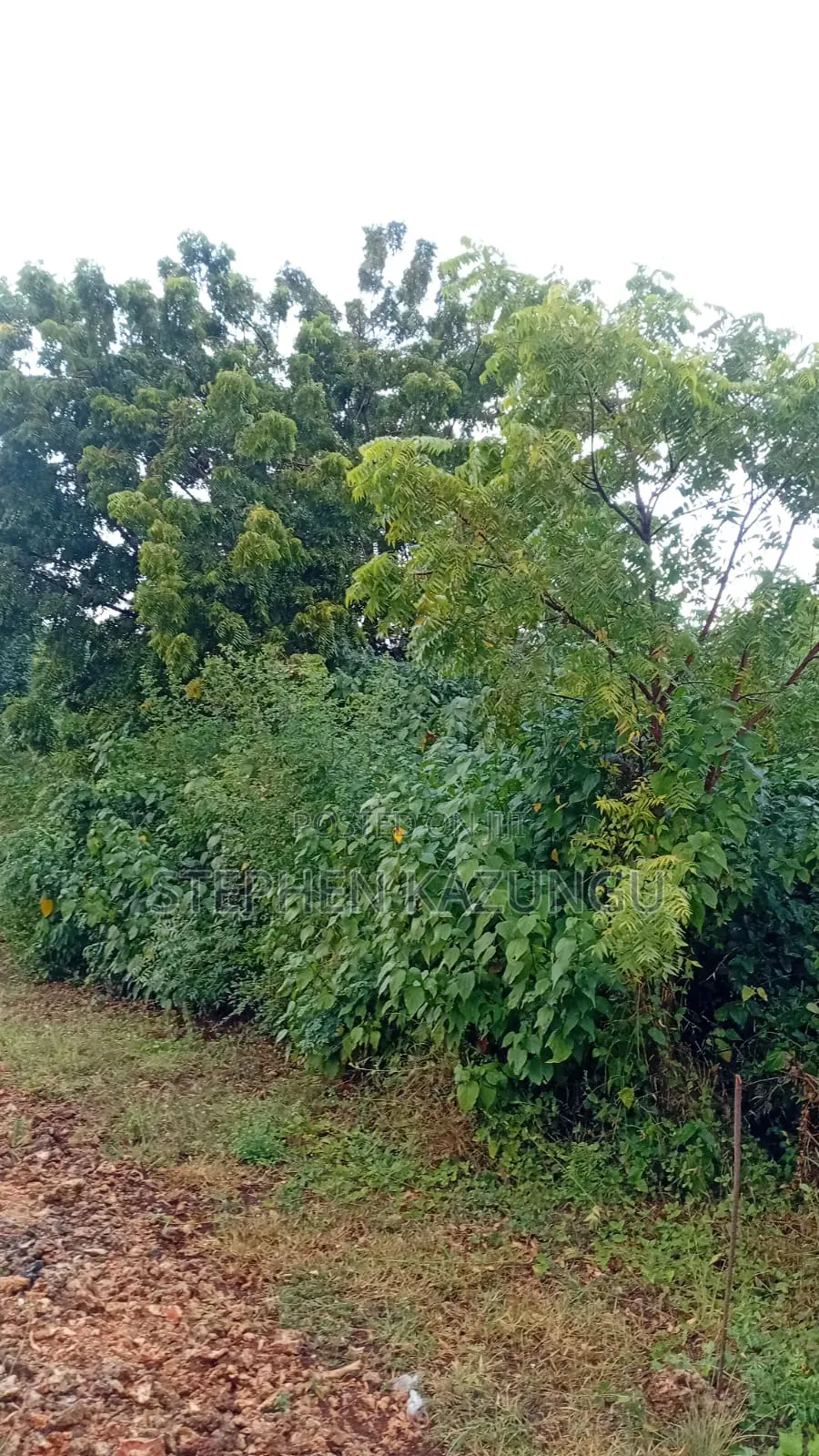1/4 Acre Plot at Galu Beach, at End of 2nd Beach Row