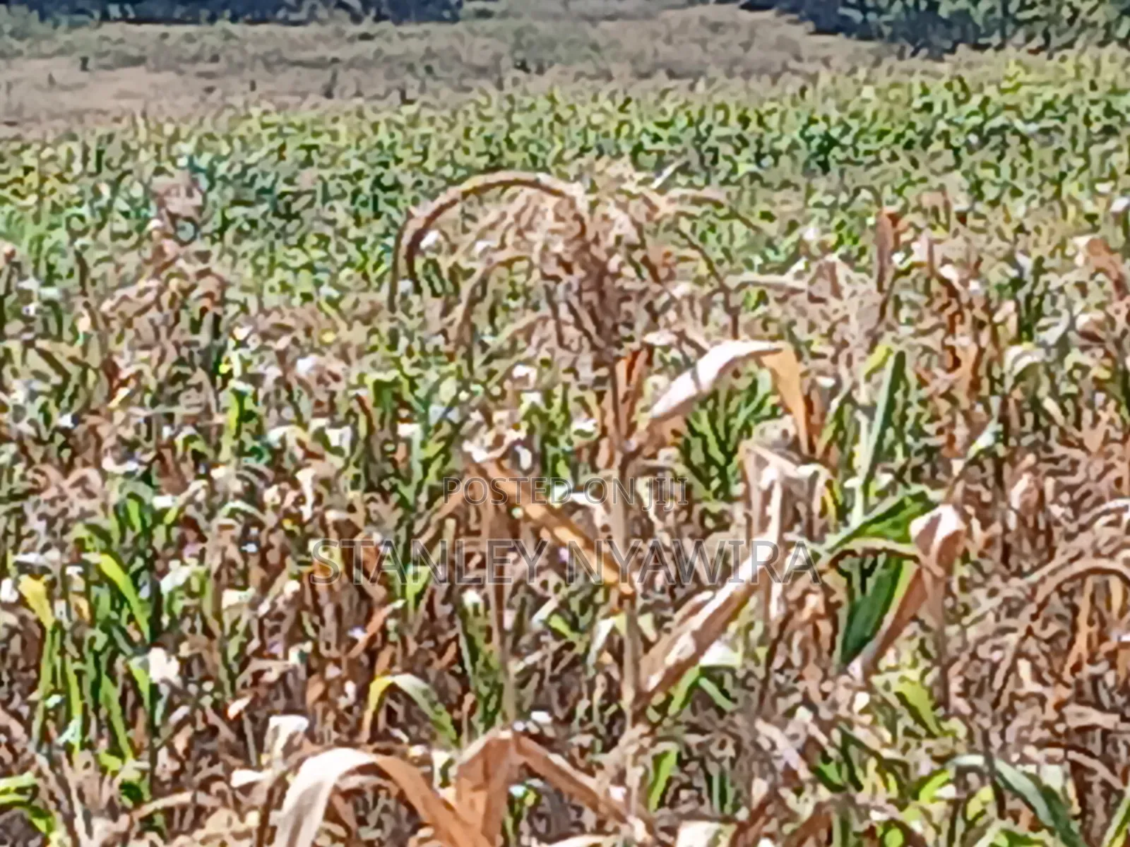 2 Acreas of Land Nanyuki Intrukuma