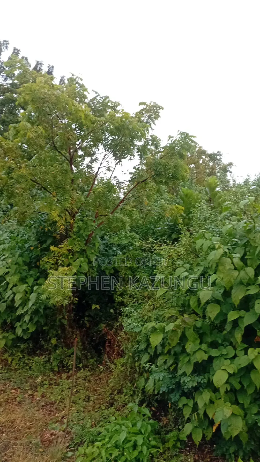 1/4 Acre Plot at Galu Beach, at End of 2nd Beach Row
