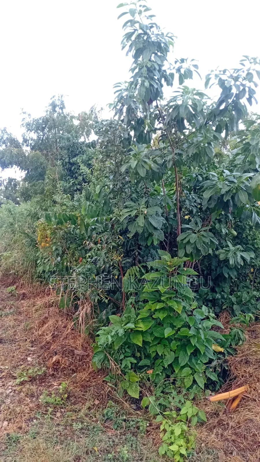 1/4 Acre Plot at Galu Beach, at End of 2nd Beach Row