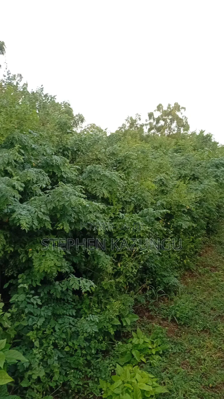 1/4 Acre Plot at Galu Beach, at End of 2nd Beach Row
