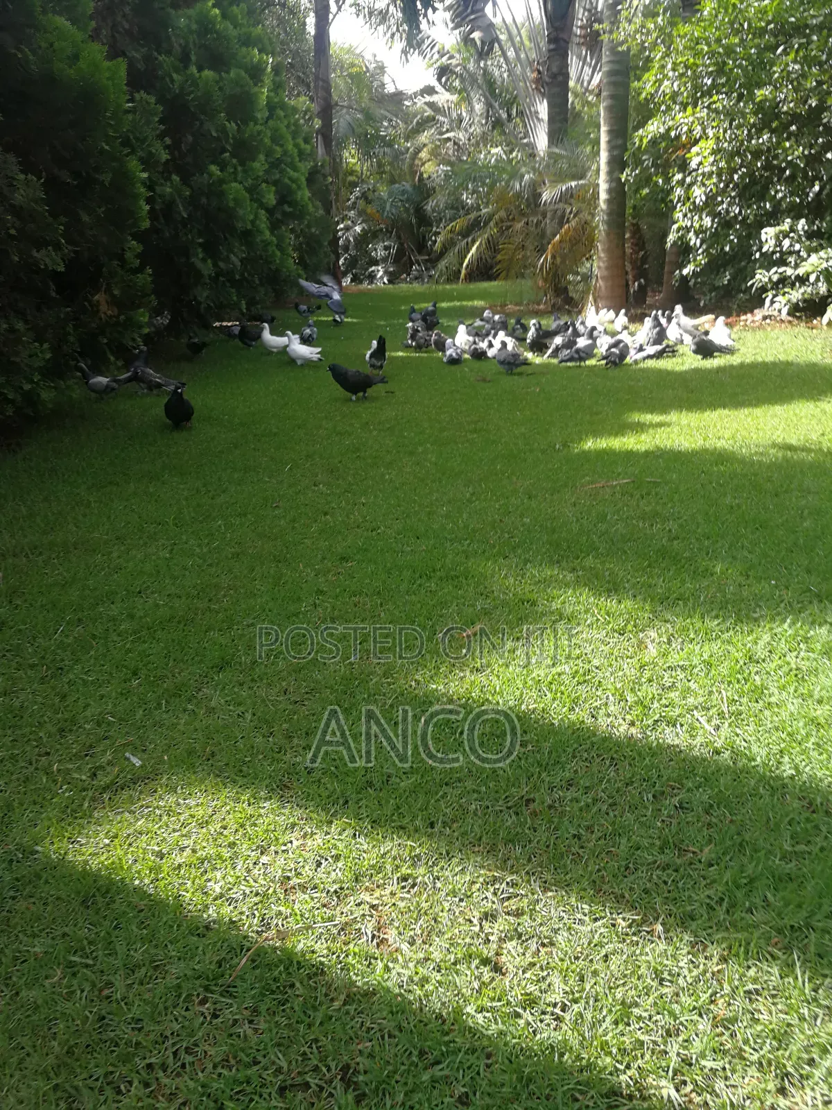 Poultry Pigeons