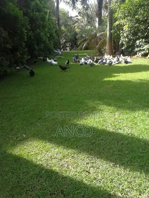 Poultry Pigeons