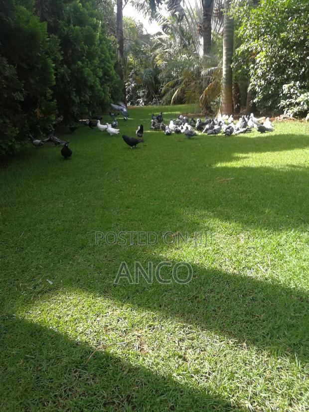 Poultry Pigeons - thumbnail 2