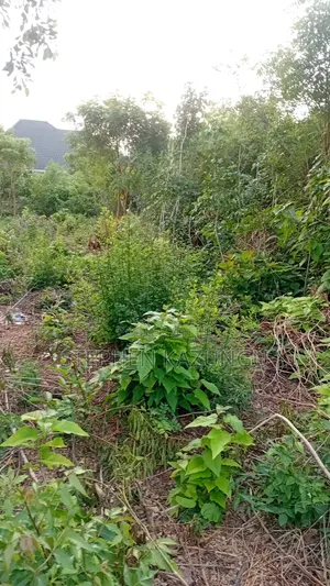 2nd Row's End 1/4 Acre Plot Size in Galu Beach Near Almanara Hotel.