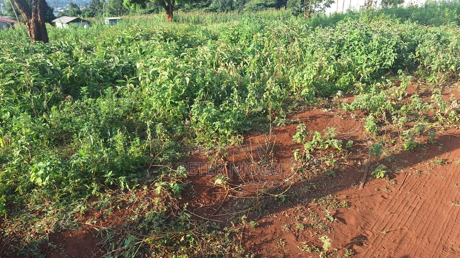 Plots for Sale