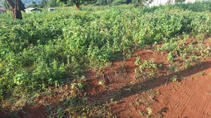 Plots for Sale