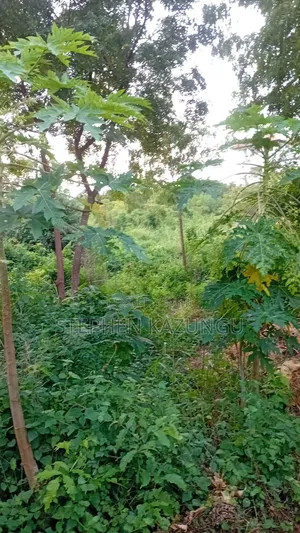 Spacious 1/4 Acre Plot at Galu Beach Near the Beach
