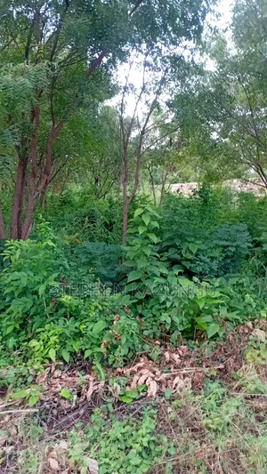 Spacious 1/4 Acre Plot at Galu Beach Near the Beach