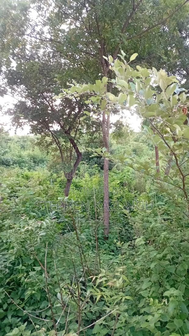 Spacious 1/4 Acre Plot at Galu Beach Near the Beach - thumbnail 3