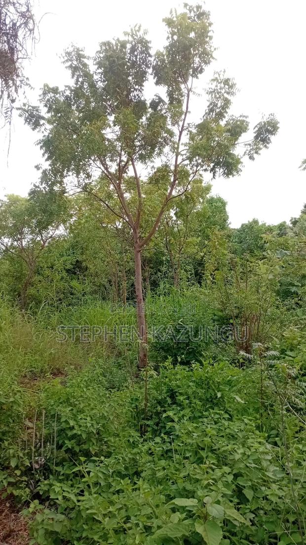 Spacious 1/4 Acre Plot at Galu Beach Near the Beach - thumbnail 2