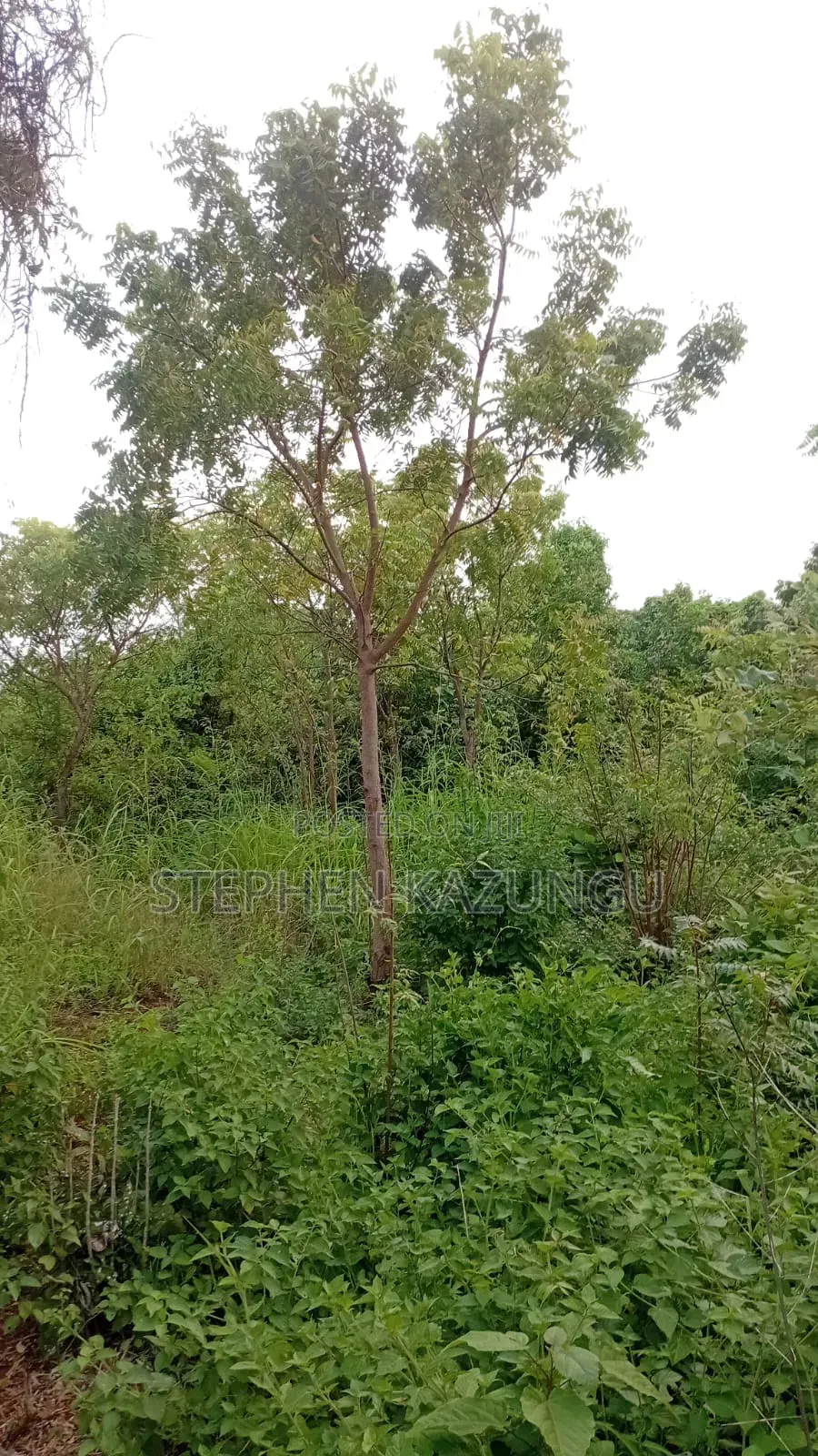 Spacious 1/4 Acre Plot at Galu Beach Near the Beach