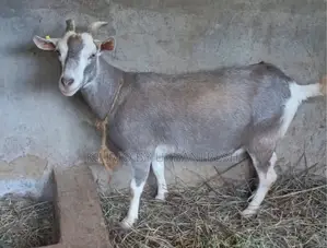 Goat : Semen for A.I. 5 Straws.