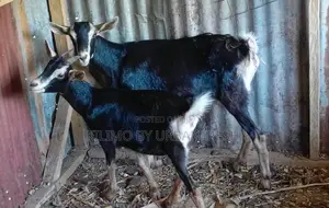 Goat : Semen for A.I. 5 Straws.