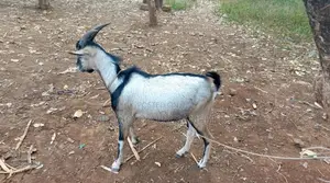 Goat : Semen for A.I. 5 Straws.