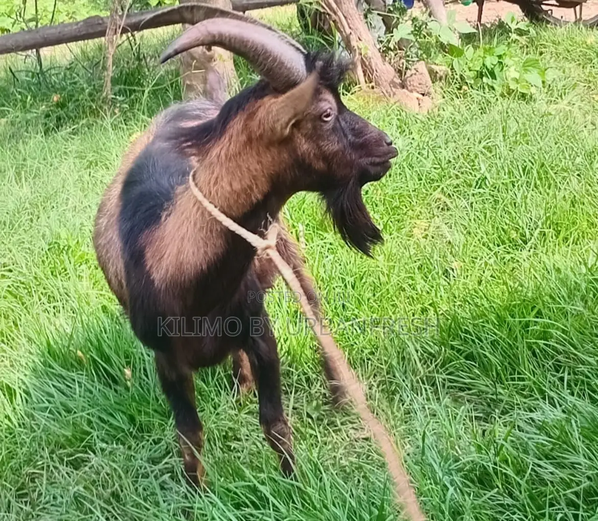Goat : Semen for A.I. 5 Straws.