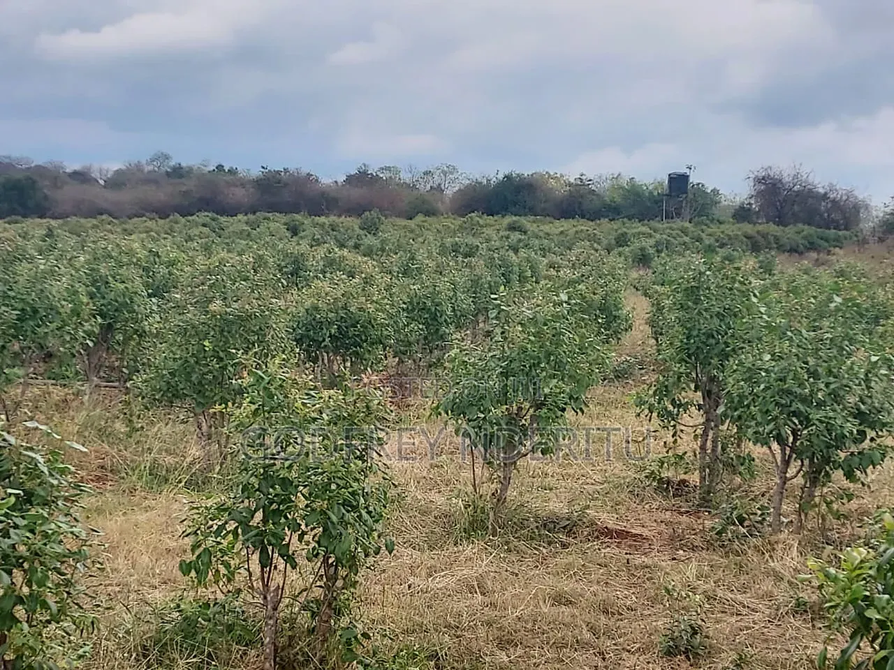 20 Acres of Miraa in Mbeere South.