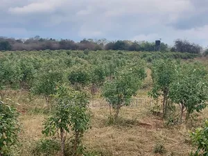 20 Acres of Miraa in Mbeere South.