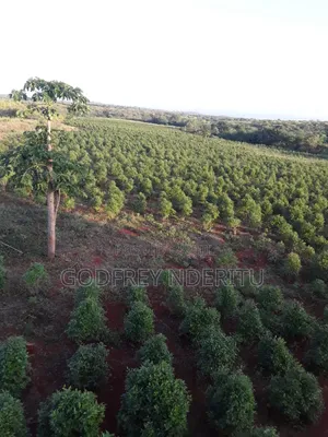 20 Acres of Miraa in Mbeere South.