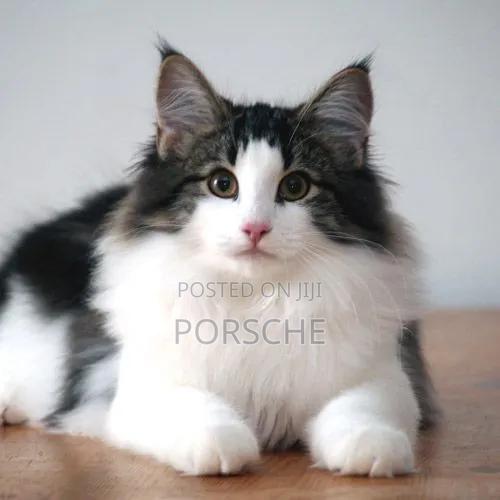 1-3 months Female Purebred Norwegian Forest