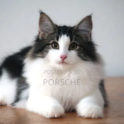 1-3 months Female Purebred Norwegian Forest