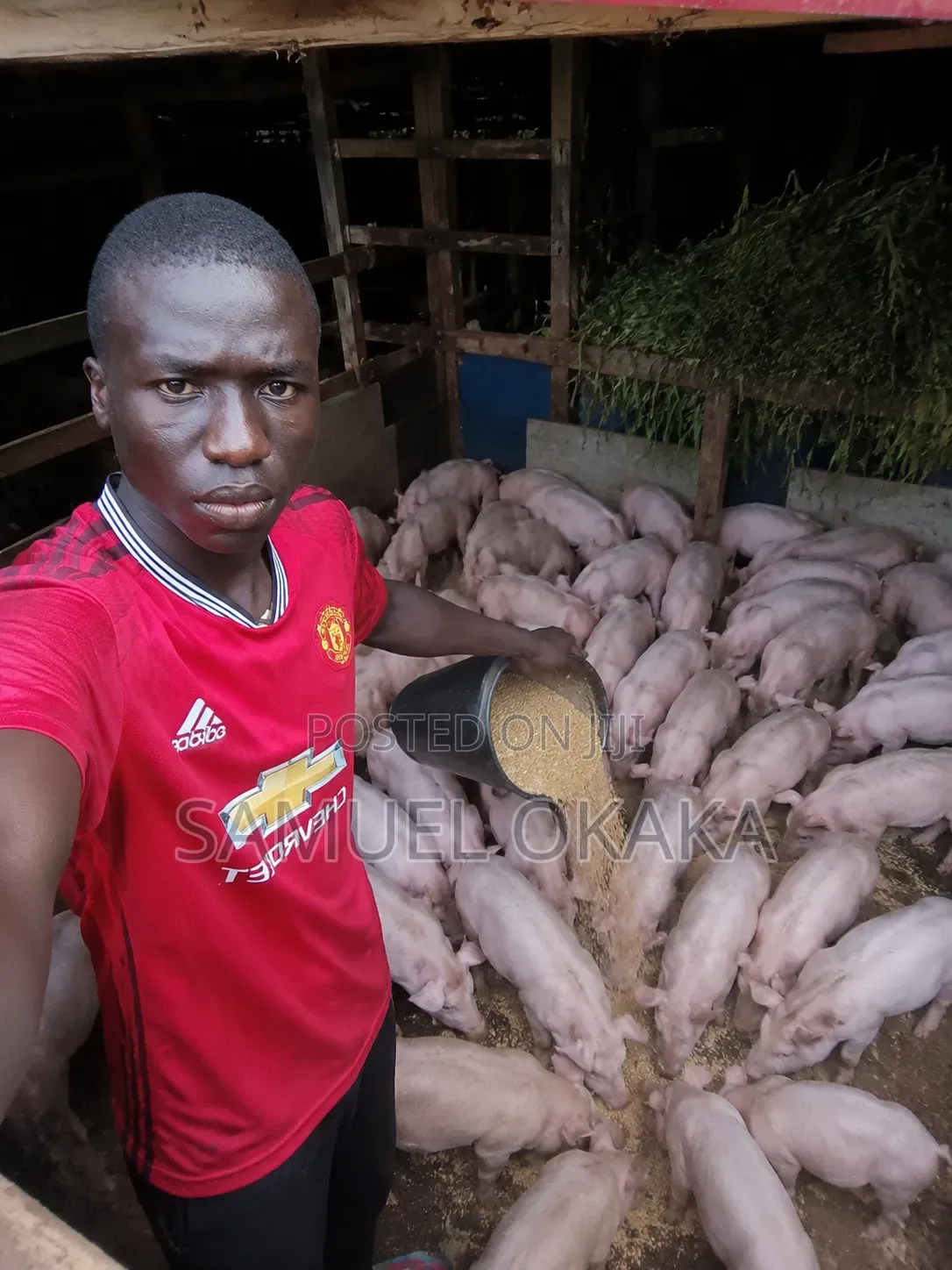 Farming Pig Sell Pig Lets